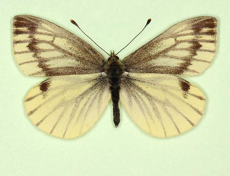 Pieris napi female (aberrant form flava + continua) (Internet Image property of respective owner, non-commercial use only)